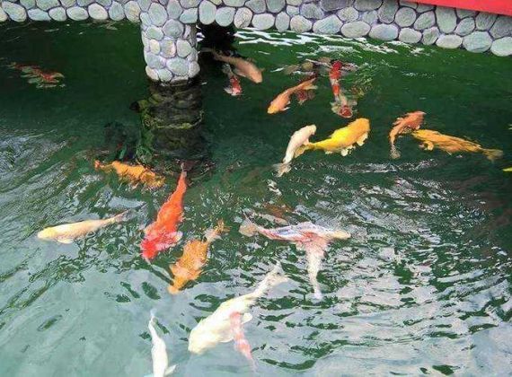 Mẹo xử lý nhanh nước nuôi cá Koi đơn giản nhất hiện nay
