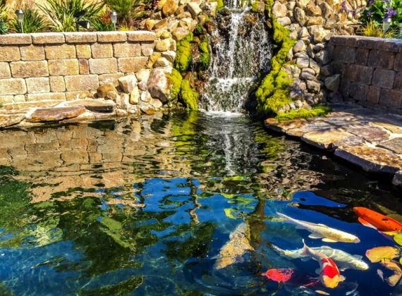 Hướng dẫn cách xử lý nước hồ cá bị xanh đơn giản mà hiệu quả