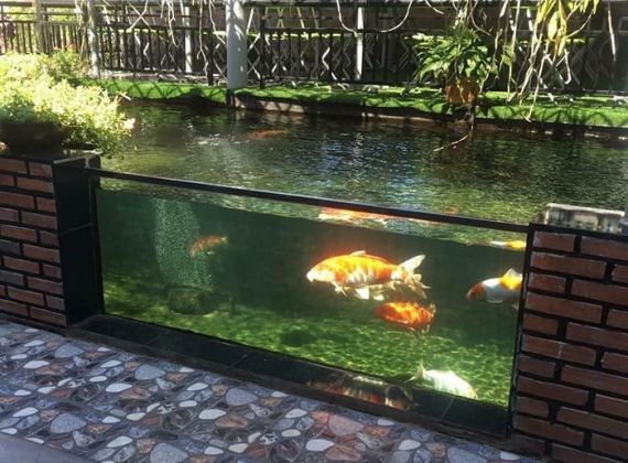 Kinh nghiệm nuôi cá koi vào mùa hè