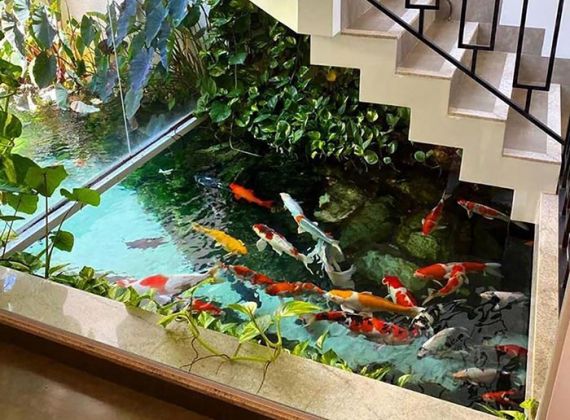 3 lưu ý để thiết kế hồ cá Koi trong nhà đúng chuẩn