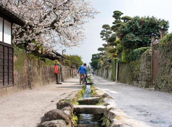 Nơi cá koi bơi từng đàn dưới cống