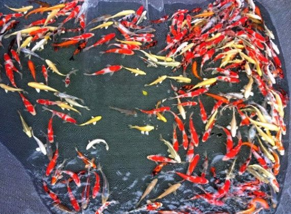 Cá Koi Mini Gợi Ý Tuyệt Vời Cho Việc Nuôi Cá Koi Trong Nhà