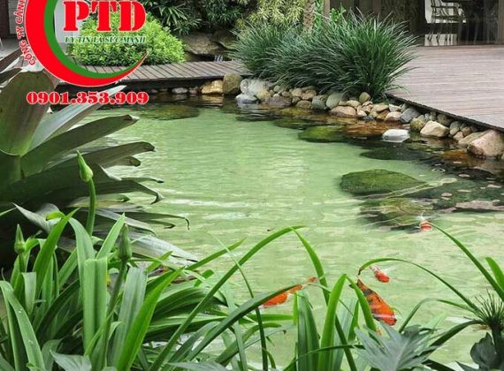 Phương Pháp Loại Bỏ Chất Bẩn Nào Hiệu Quả Cho Hồ Koi?