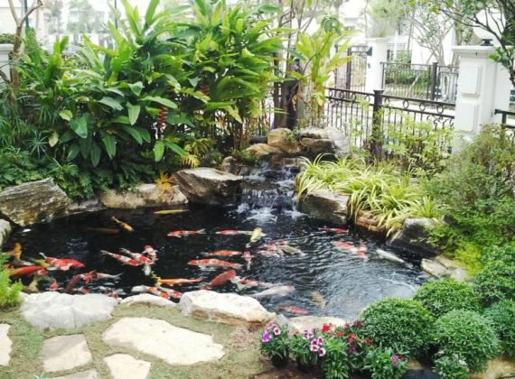 Phong thủy hồ cá Koi trước nhà bạn cần biết