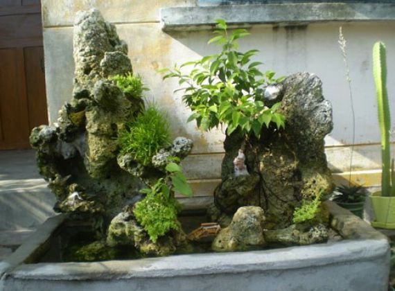 Những Loại Cây Cảnh Chuyên Dùng Trong Thiết Kế Hòn Non Bộ