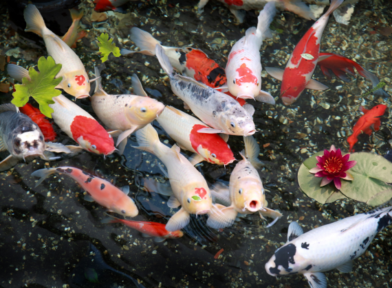 Cách duy trì chất lượng nước trong hồ cá koi